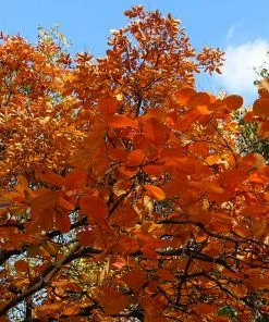 Brighter Blooms Royal Purple Smoke Tree 11 Brighter Blooms Royal Purple Smoke Tree