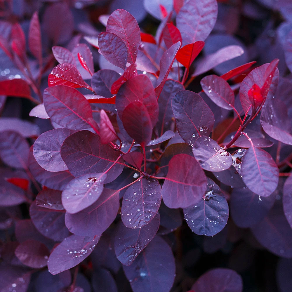 Brighter Blooms Royal Purple Smoke Tree 5 Brighter Blooms Royal Purple Smoke Tree