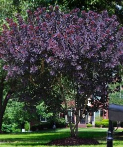 Brighter Blooms Royal Purple Smoke Tree