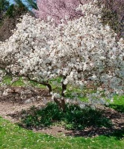 Brighter Blooms Royal Star Magnolia Tree Arborvitae Trees