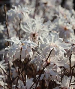 Brighter Blooms Royal Star Magnolia Tree Arborvitae Trees