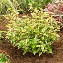 Brighter Blooms Shrubs & Hedges Rainbow Leucothoe Bush
