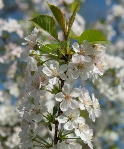 Brighter Blooms Fruit Trees Rainier Cherry Tree