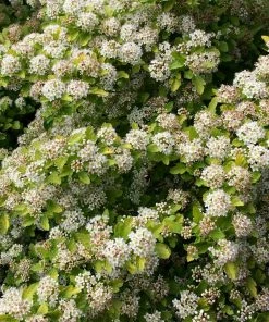 Brighter Blooms Raspberry Lemonade™ Ninebark Shrubs & Hedges