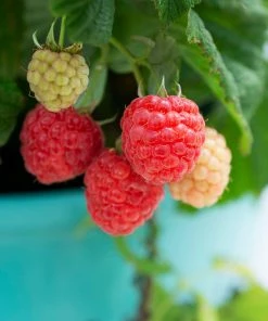Brighter Blooms Bushel And Berry® Raspberry Shortcake® Bush Fruit Trees 8 Brighter Blooms Bushel And Berry® Raspberry Shortcake® Bush Fruit Trees