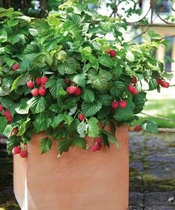 Brighter Blooms Bushel And Berry® Raspberry Shortcake® Bush Fruit Trees