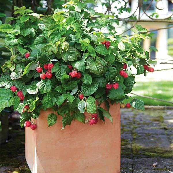 Brighter Blooms Bushel And Berry® Raspberry Shortcake® Bush Fruit Trees 1 Brighter Blooms Bushel And Berry® Raspberry Shortcake® Bush Fruit Trees