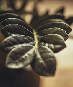 Brighter Blooms Raven ZZ Plant House & Patio