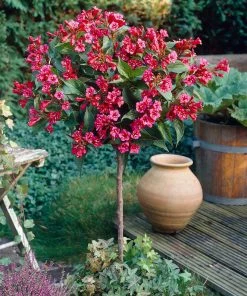 Brighter Blooms Shrubs & Hedges Red Prince Weigela Tree