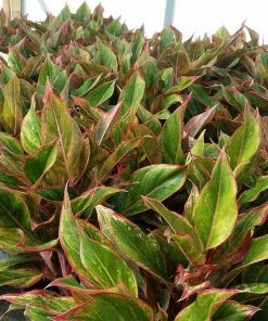 Brighter Blooms Red Chinese Evergreen Plant Shrubs & Hedges