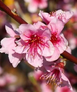 Brighter Blooms Fruit Trees Red Haven Peach Tree