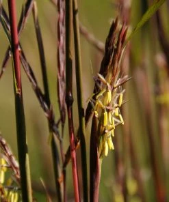 Brighter Blooms Red October Big Bluestem Grass 7 Brighter Blooms Red October Big Bluestem Grass