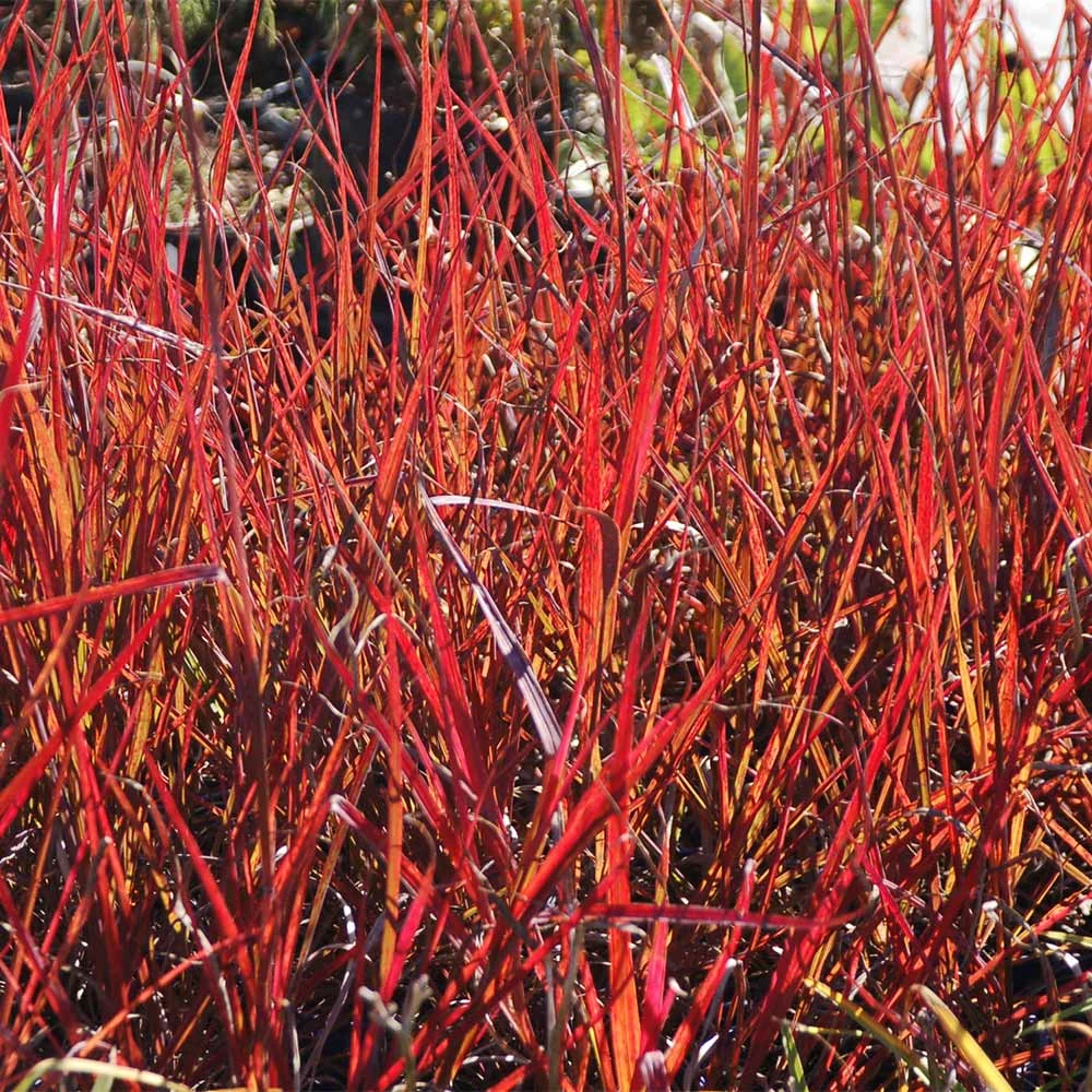 Brighter Blooms Red October Big Bluestem Grass 5 Brighter Blooms Red October Big Bluestem Grass