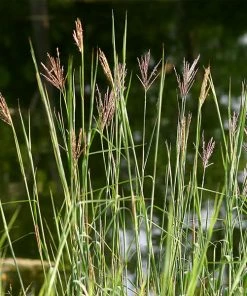 Brighter Blooms Red October Big Bluestem Grass 8 Brighter Blooms Red October Big Bluestem Grass
