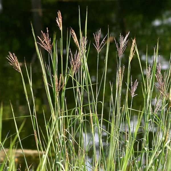 Brighter Blooms Red October Big Bluestem Grass 4 Brighter Blooms Red October Big Bluestem Grass
