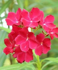Brighter Blooms Red Oleander Shrub