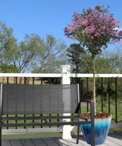 Brighter Blooms Red Pixie Lilac Tree Lilac Shrubs