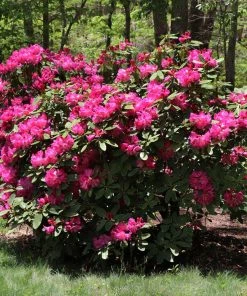 Brighter Blooms Shrubs & Hedges Red Rhododendron Shrub