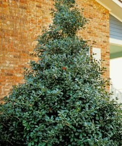 Brighter Blooms Robin™ Red Holly Shrub Evergreen & Privacy