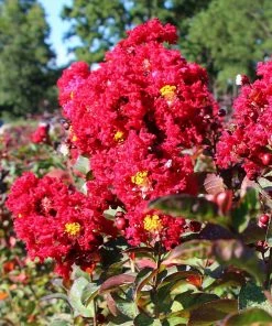 Brighter Blooms Flowering Trees Red Rocket Crape Myrtle Tree 7 Brighter Blooms Flowering Trees Red Rocket Crape Myrtle Tree