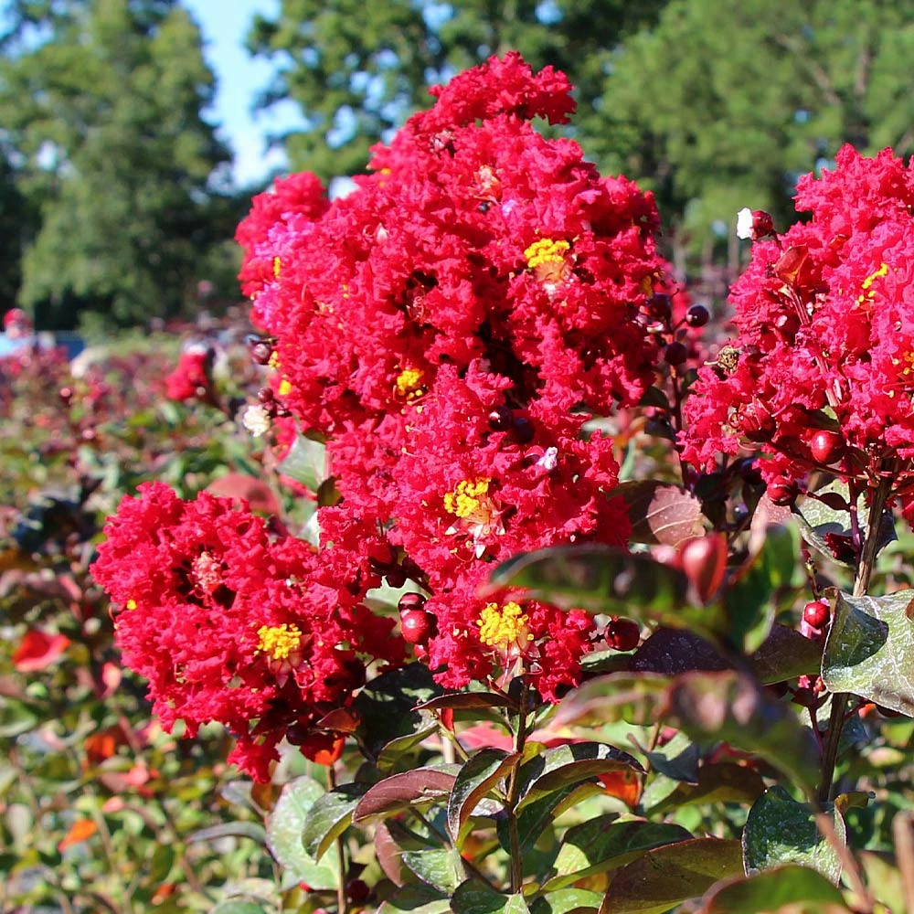 Brighter Blooms Flowering Trees Red Rocket Crape Myrtle Tree 4 Brighter Blooms Flowering Trees Red Rocket Crape Myrtle Tree