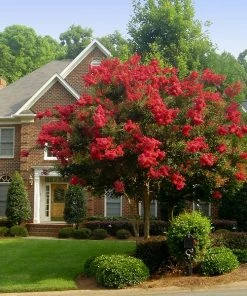 Brighter Blooms Flowering Trees Red Rocket Crape Myrtle Tree