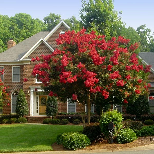Brighter Blooms Flowering Trees Red Rocket Crape Myrtle Tree 1 Brighter Blooms Flowering Trees Red Rocket Crape Myrtle Tree