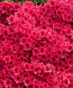 Brighter Blooms Red Ruffles Azalea Shrub