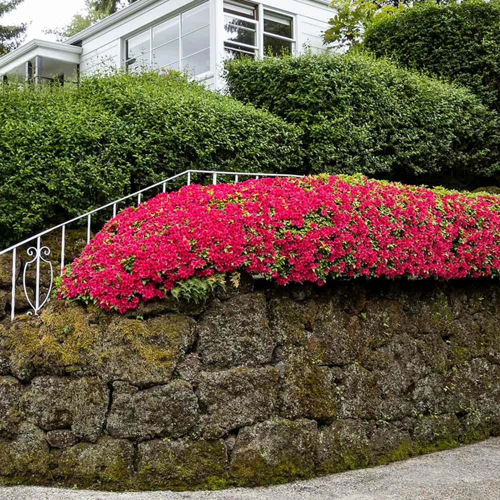 Brighter Blooms Red Ruffles Azalea Shrub 3 Brighter Blooms Red Ruffles Azalea Shrub