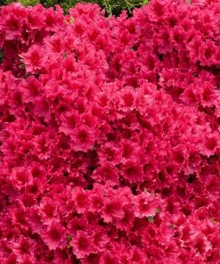 Brighter Blooms Red Ruffles Azalea Shrub