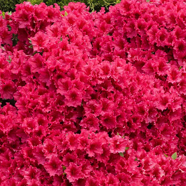 Brighter Blooms Red Ruffles Azalea Shrub 1 Brighter Blooms Red Ruffles Azalea Shrub