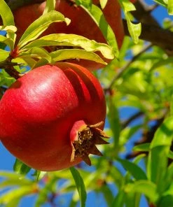 Brighter Blooms Red Pomegranate Tree