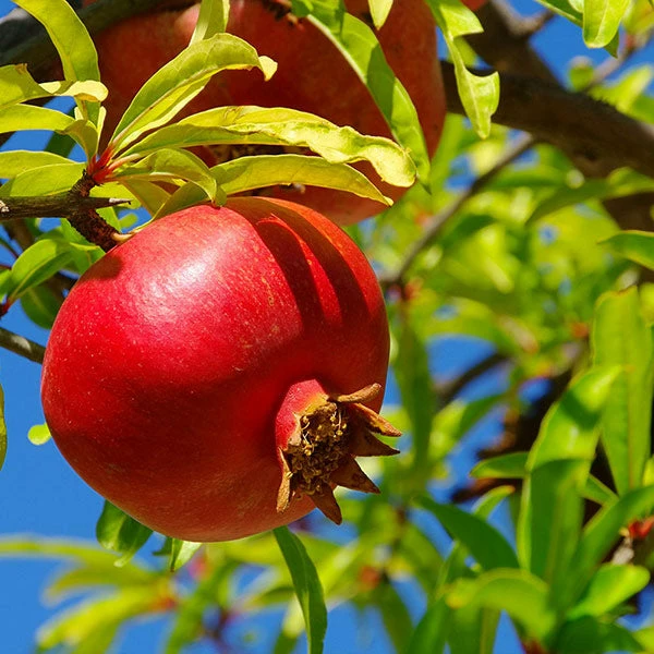 Brighter Blooms Red Pomegranate Tree 1 Brighter Blooms Red Pomegranate Tree