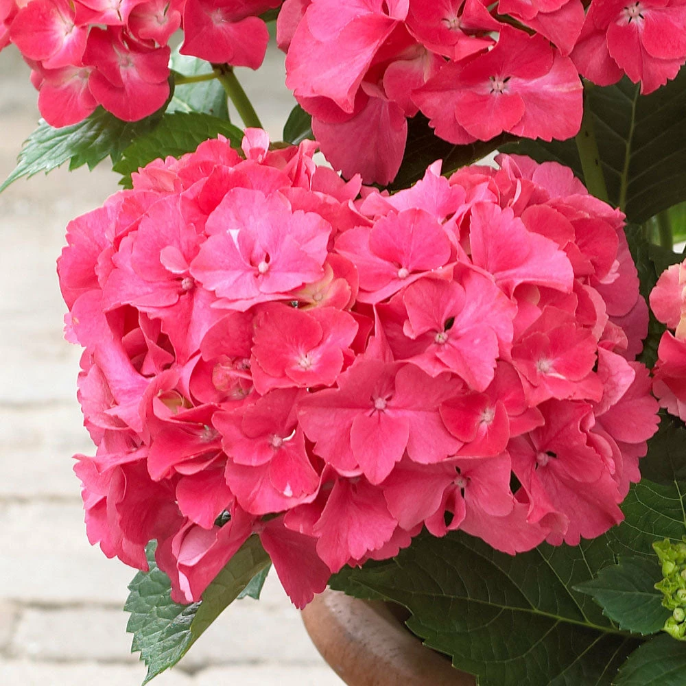 Brighter Blooms Red Sensation Hydrangea Shrub Shrubs & Hedges 3 Brighter Blooms Red Sensation Hydrangea Shrub Shrubs & Hedges