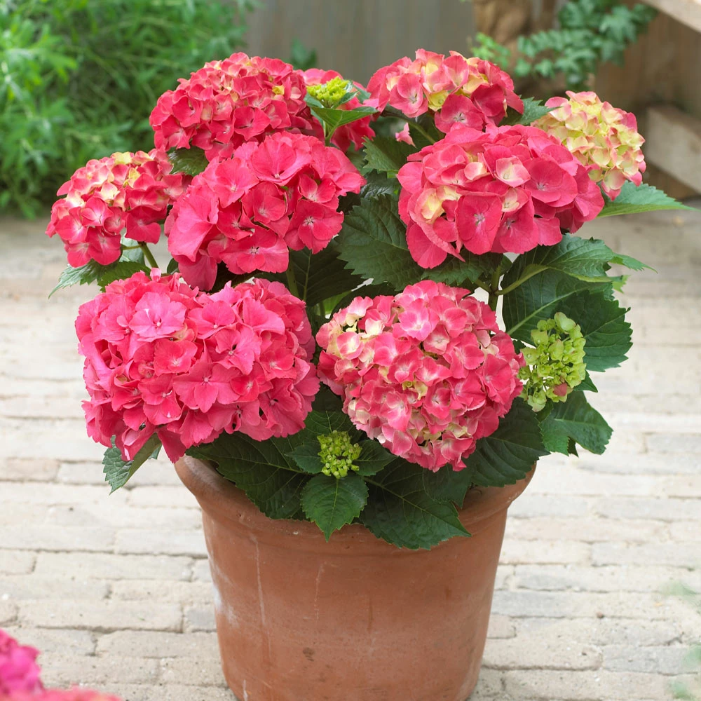 Brighter Blooms Red Sensation Hydrangea Shrub Shrubs & Hedges 2 Brighter Blooms Red Sensation Hydrangea Shrub Shrubs & Hedges