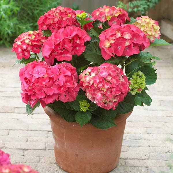 Brighter Blooms Red Sensation Hydrangea Shrub Shrubs & Hedges 1 Brighter Blooms Red Sensation Hydrangea Shrub Shrubs & Hedges