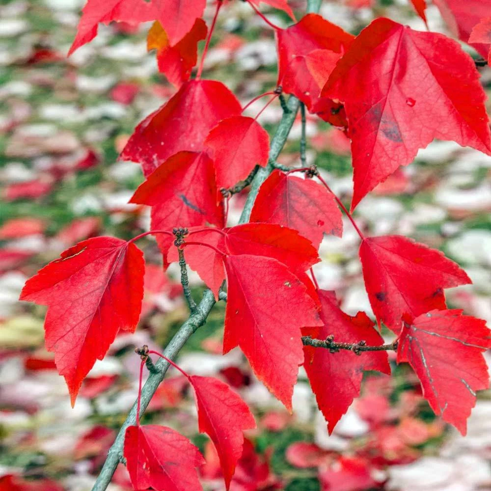 Brighter Blooms Red Sunset® Maple Tree Shade Trees 3 Brighter Blooms Red Sunset® Maple Tree Shade Trees