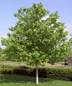 Brighter Blooms Red Sunset® Maple Tree Shade Trees 10 Brighter Blooms Red Sunset® Maple Tree Shade Trees