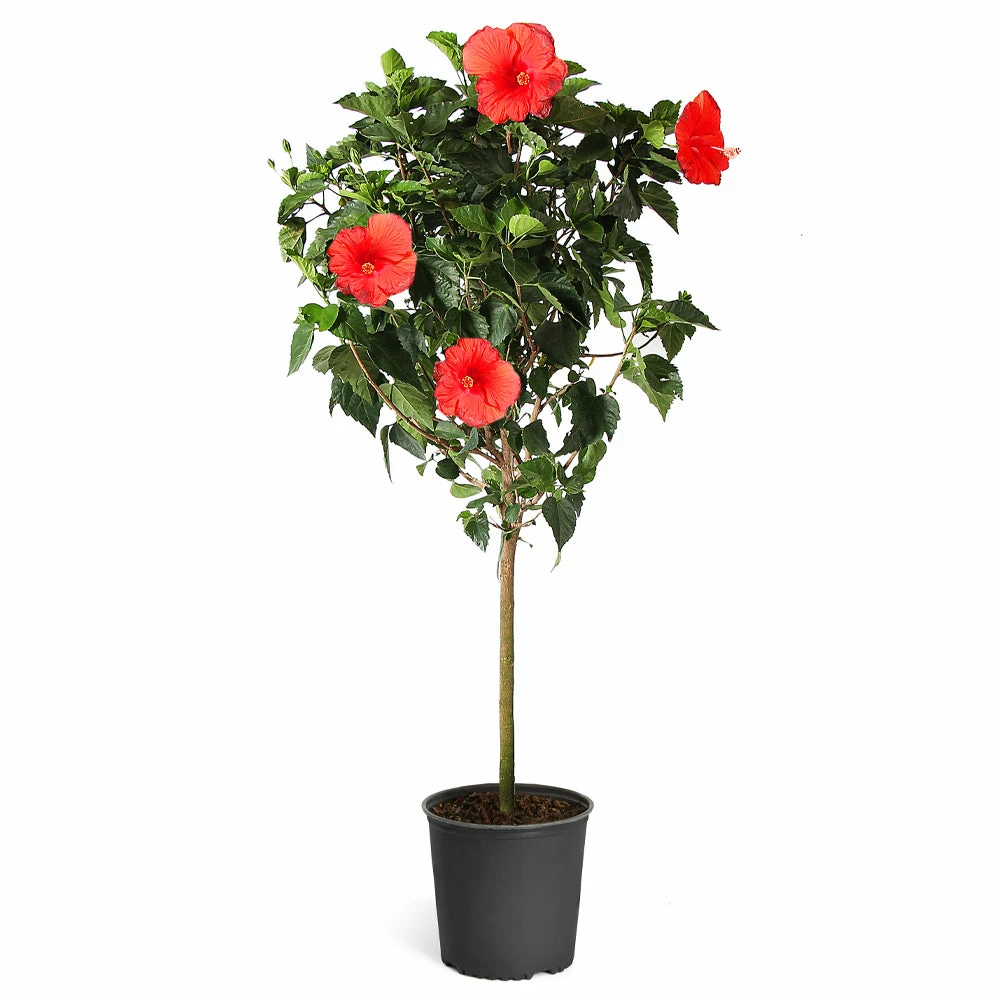 Brighter Blooms Red Tropical Hibiscus Tree Shrubs & Hedges 6 Brighter Blooms Red Tropical Hibiscus Tree Shrubs & Hedges