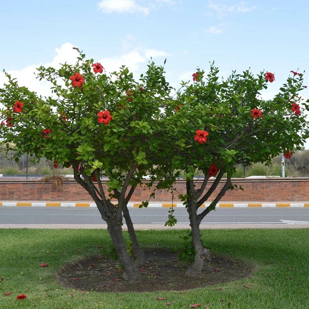 Brighter Blooms Red Tropical Hibiscus Tree Shrubs & Hedges 4 Brighter Blooms Red Tropical Hibiscus Tree Shrubs & Hedges