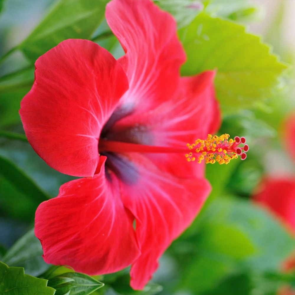 Brighter Blooms Red Tropical Hibiscus Tree Shrubs & Hedges 3 Brighter Blooms Red Tropical Hibiscus Tree Shrubs & Hedges