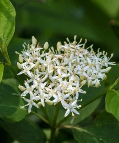 Brighter Blooms Red Twig Dogwood Shrub 12 Brighter Blooms Red Twig Dogwood Shrub