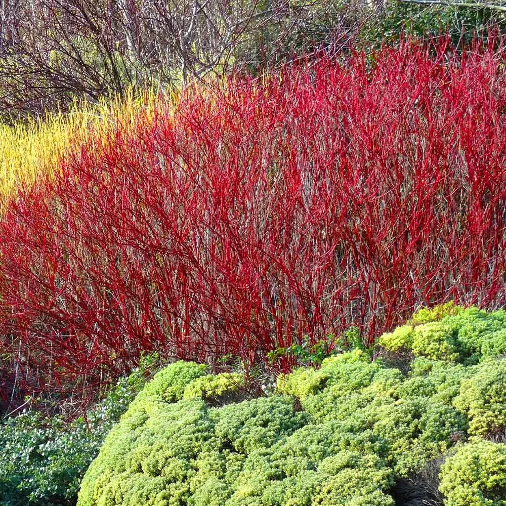 Brighter Blooms Red Twig Dogwood Shrub 3 Brighter Blooms Red Twig Dogwood Shrub