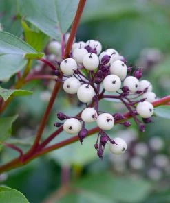 Brighter Blooms Red Twig Dogwood Shrub 11 Brighter Blooms Red Twig Dogwood Shrub