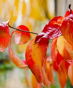 Brighter Blooms Red Twig Dogwood Shrub 13 Brighter Blooms Red Twig Dogwood Shrub