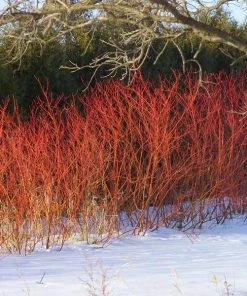 Brighter Blooms Red Twig Dogwood Shrub