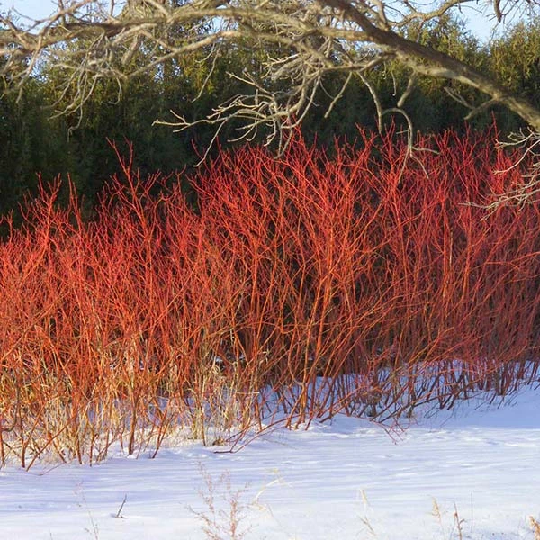 Brighter Blooms Red Twig Dogwood Shrub 1 Brighter Blooms Red Twig Dogwood Shrub