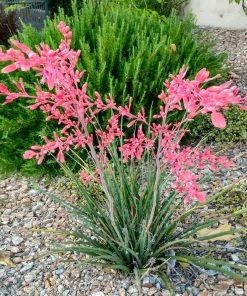 Brighter Blooms Red Yucca Plant SHOP ALL