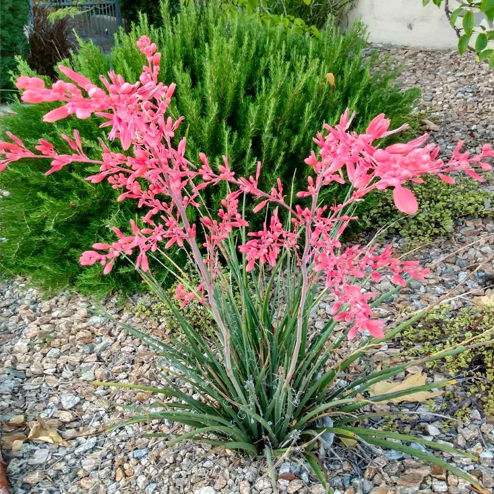 Brighter Blooms Red Yucca Plant SHOP ALL 2 Brighter Blooms Red Yucca Plant SHOP ALL