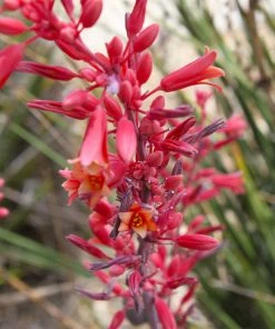 Brighter Blooms Red Yucca Plant SHOP ALL 7 Brighter Blooms Red Yucca Plant SHOP ALL